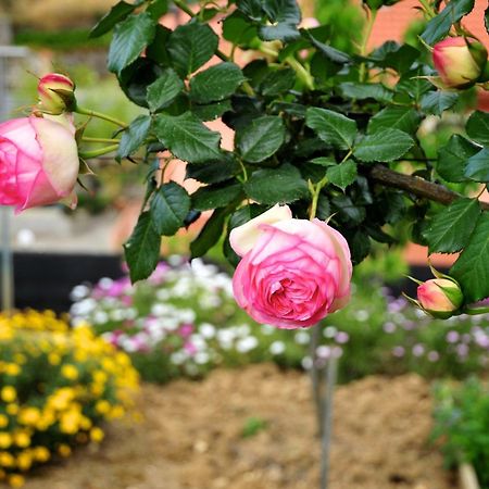 فيلا Le Rose San Biagio della Cima المظهر الخارجي الصورة