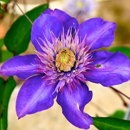 فيلا Le Rose San Biagio della Cima المظهر الخارجي الصورة