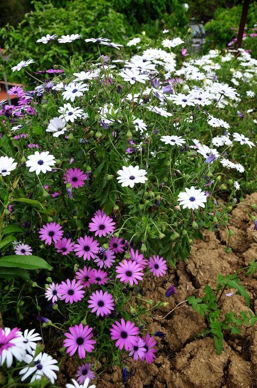 فيلا Le Rose San Biagio della Cima المظهر الخارجي الصورة
