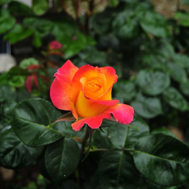 فيلا Le Rose San Biagio della Cima المظهر الخارجي الصورة