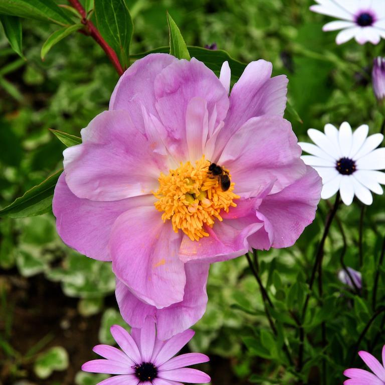 فيلا Le Rose San Biagio della Cima المظهر الخارجي الصورة