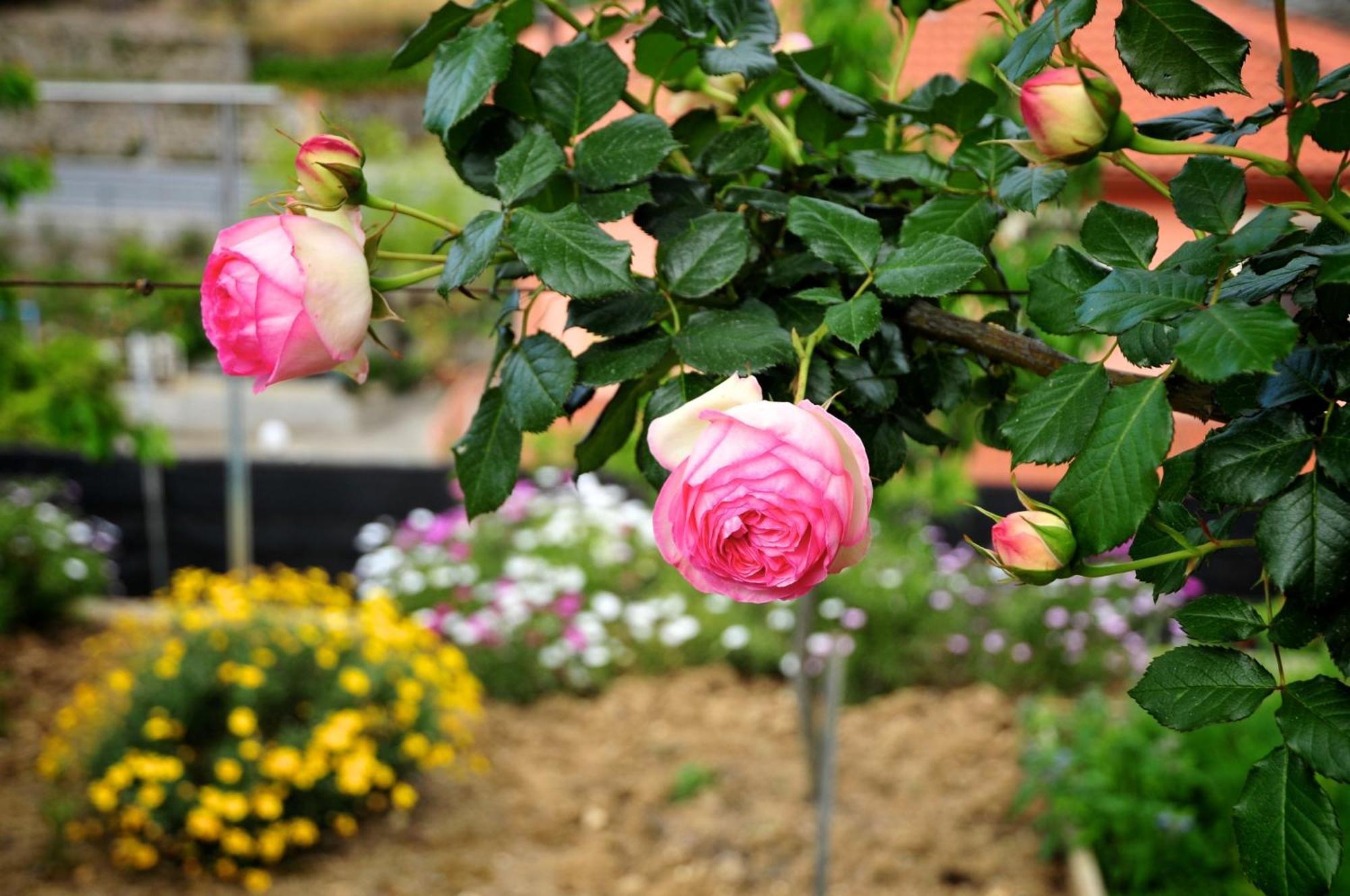 فيلا Le Rose San Biagio della Cima المظهر الخارجي الصورة