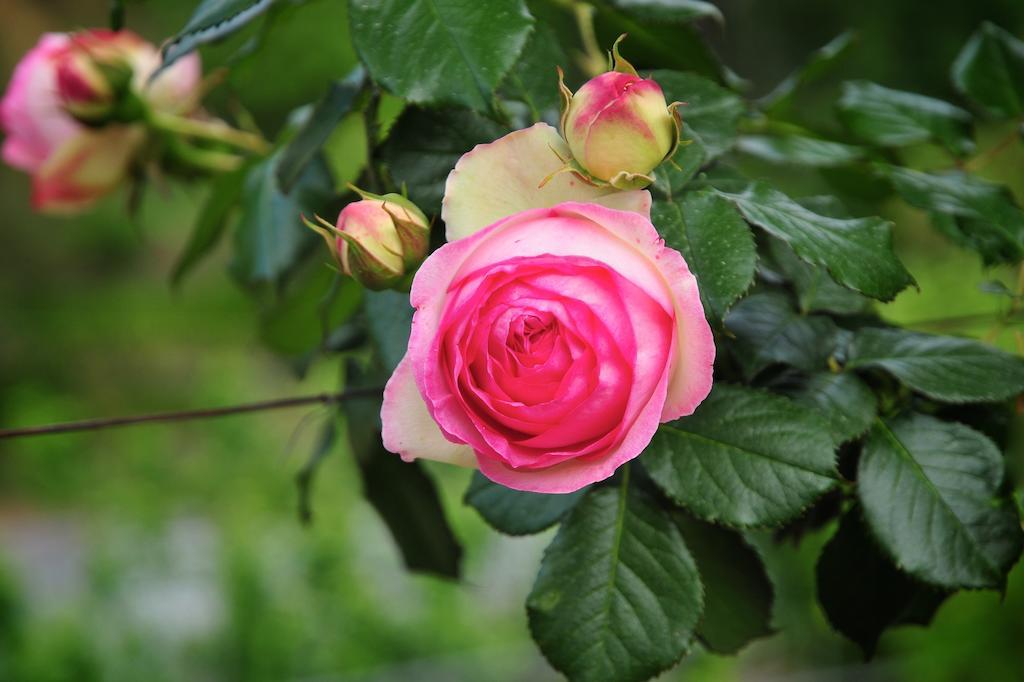 فيلا Le Rose San Biagio della Cima المظهر الخارجي الصورة
