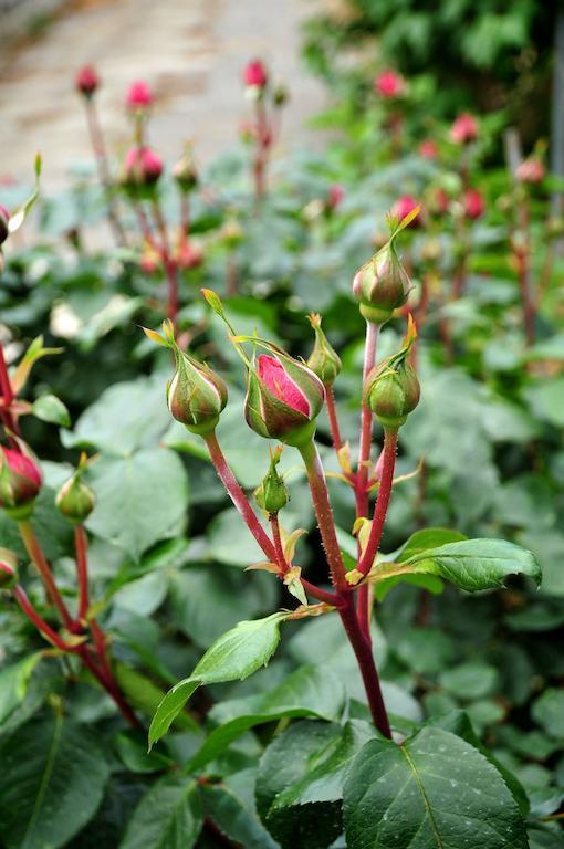فيلا Le Rose San Biagio della Cima المظهر الخارجي الصورة