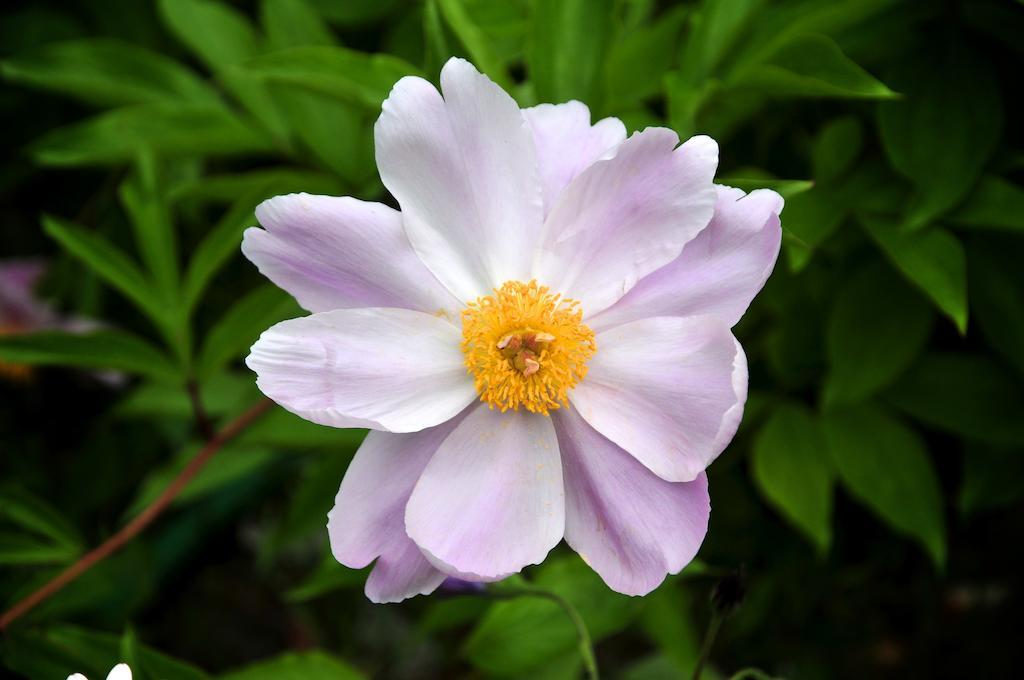 فيلا Le Rose San Biagio della Cima المظهر الخارجي الصورة