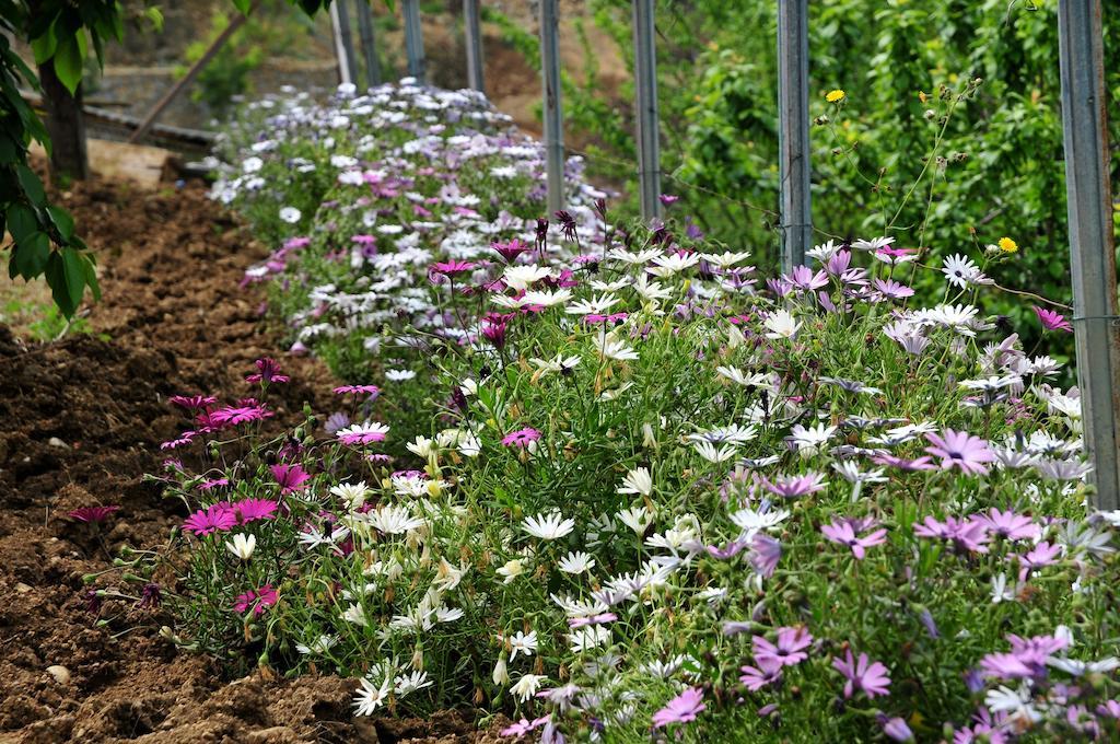 فيلا Le Rose San Biagio della Cima المظهر الخارجي الصورة