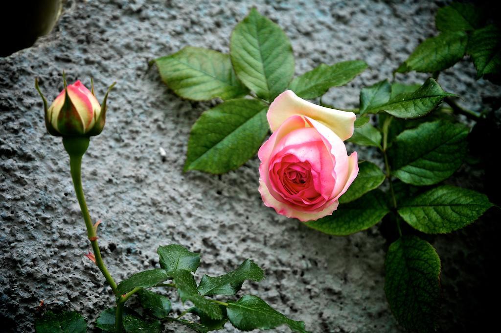 فيلا Le Rose San Biagio della Cima المظهر الخارجي الصورة