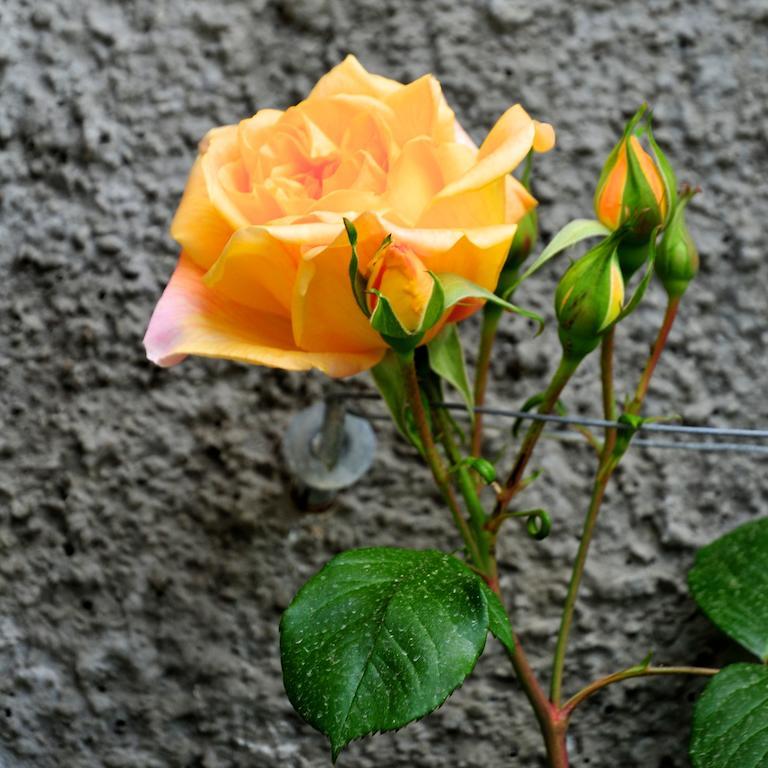 فيلا Le Rose San Biagio della Cima المظهر الخارجي الصورة