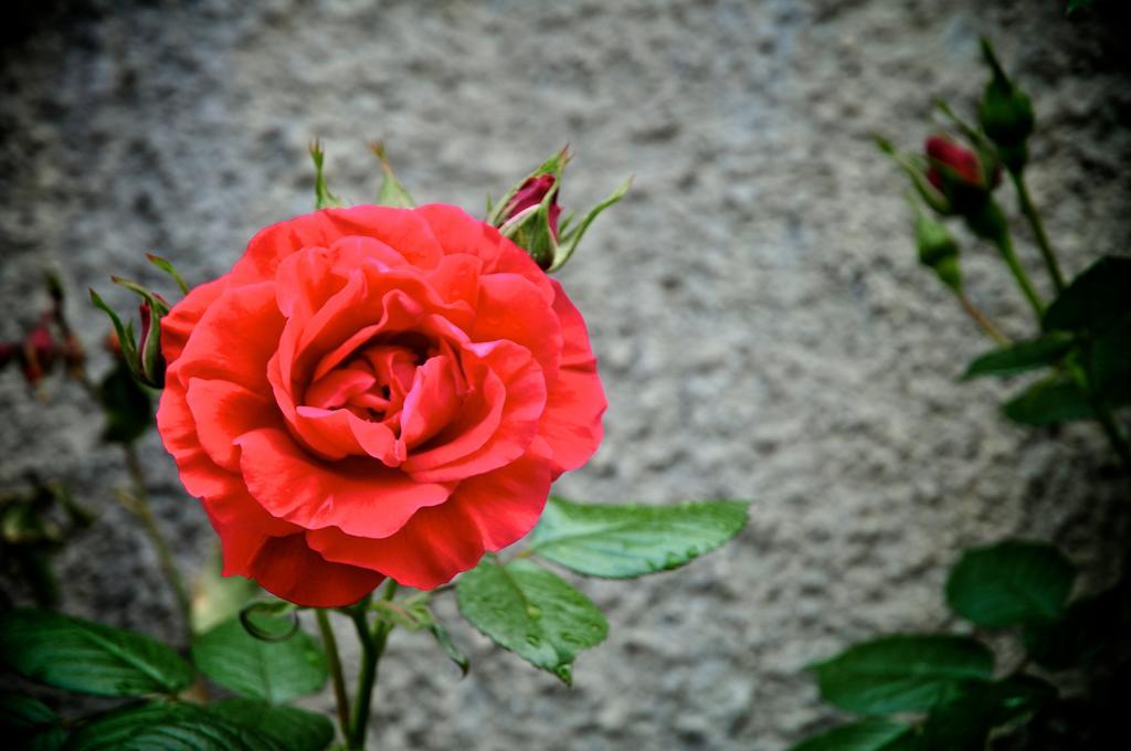 فيلا Le Rose San Biagio della Cima المظهر الخارجي الصورة
