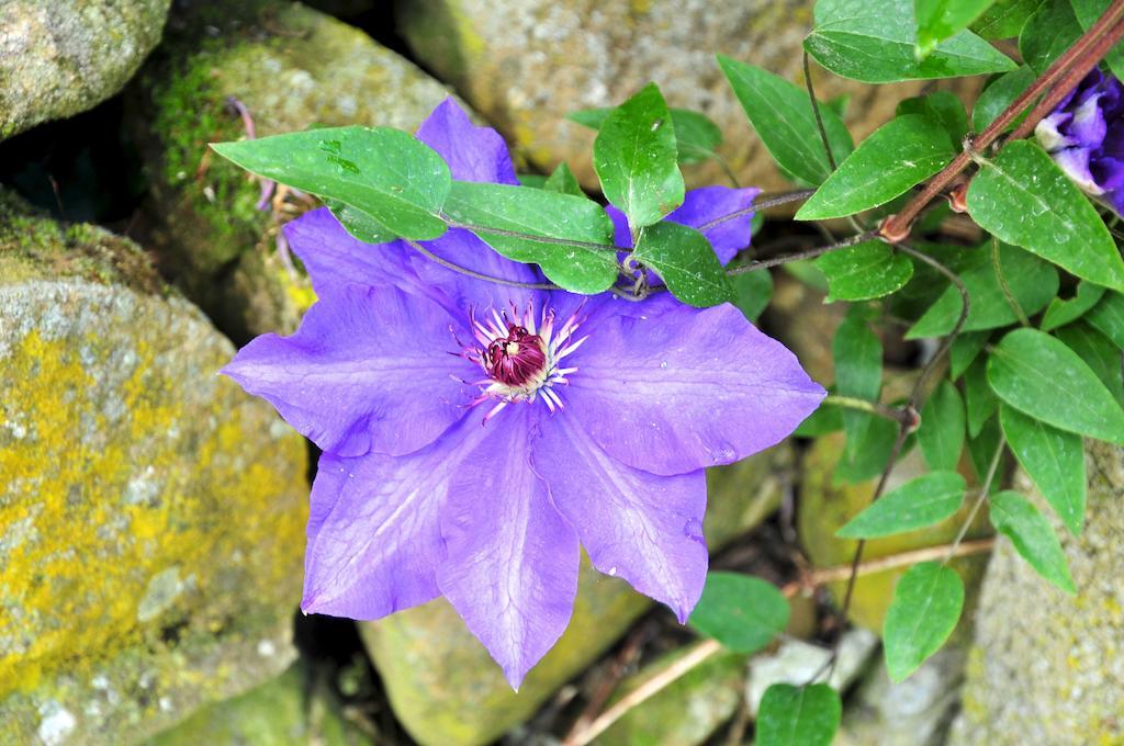 فيلا Le Rose San Biagio della Cima المظهر الخارجي الصورة