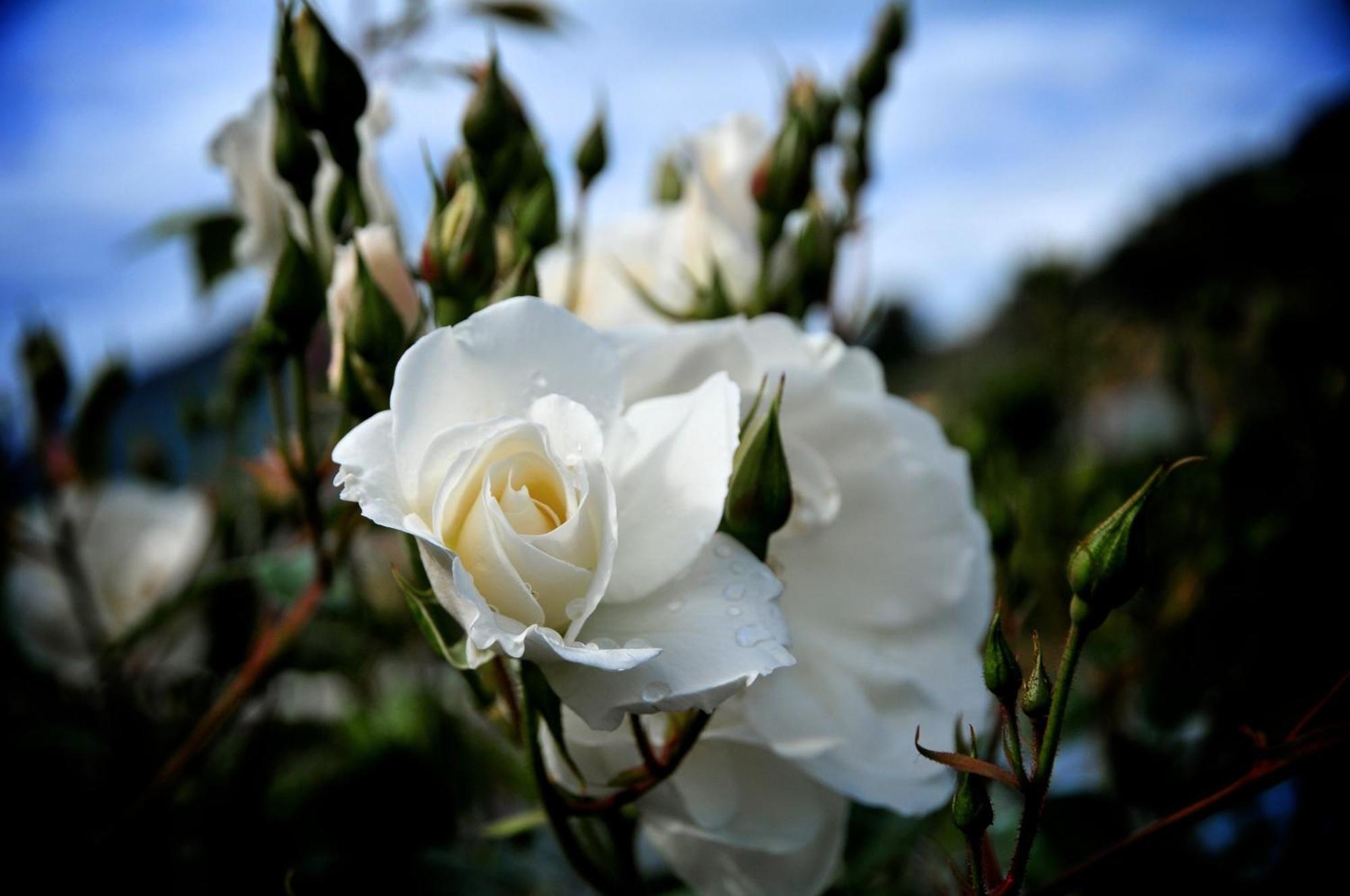 فيلا Le Rose San Biagio della Cima المظهر الخارجي الصورة