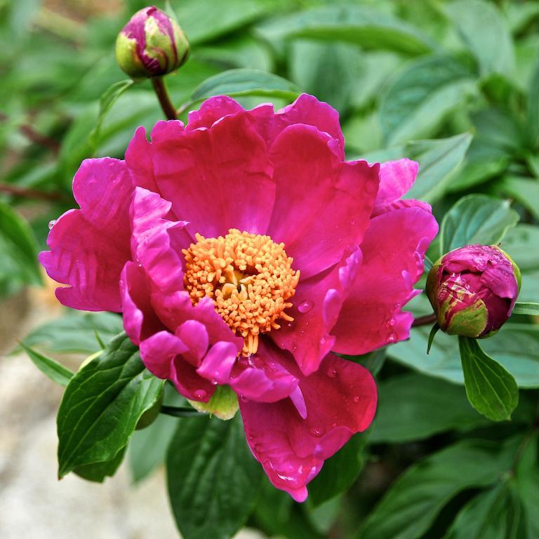 فيلا Le Rose San Biagio della Cima المظهر الخارجي الصورة