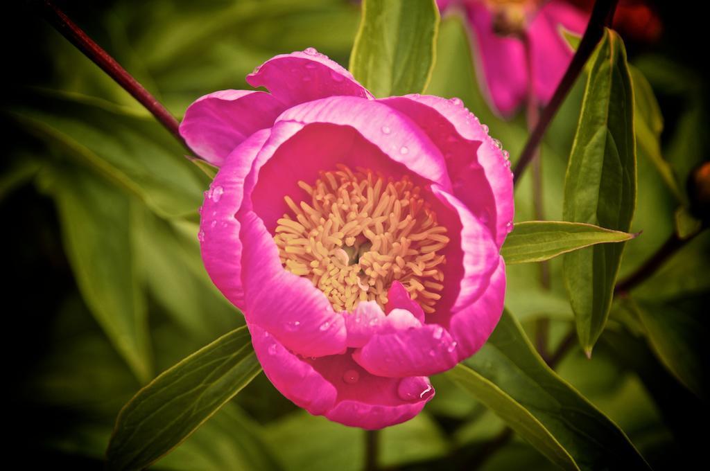 فيلا Le Rose San Biagio della Cima المظهر الخارجي الصورة